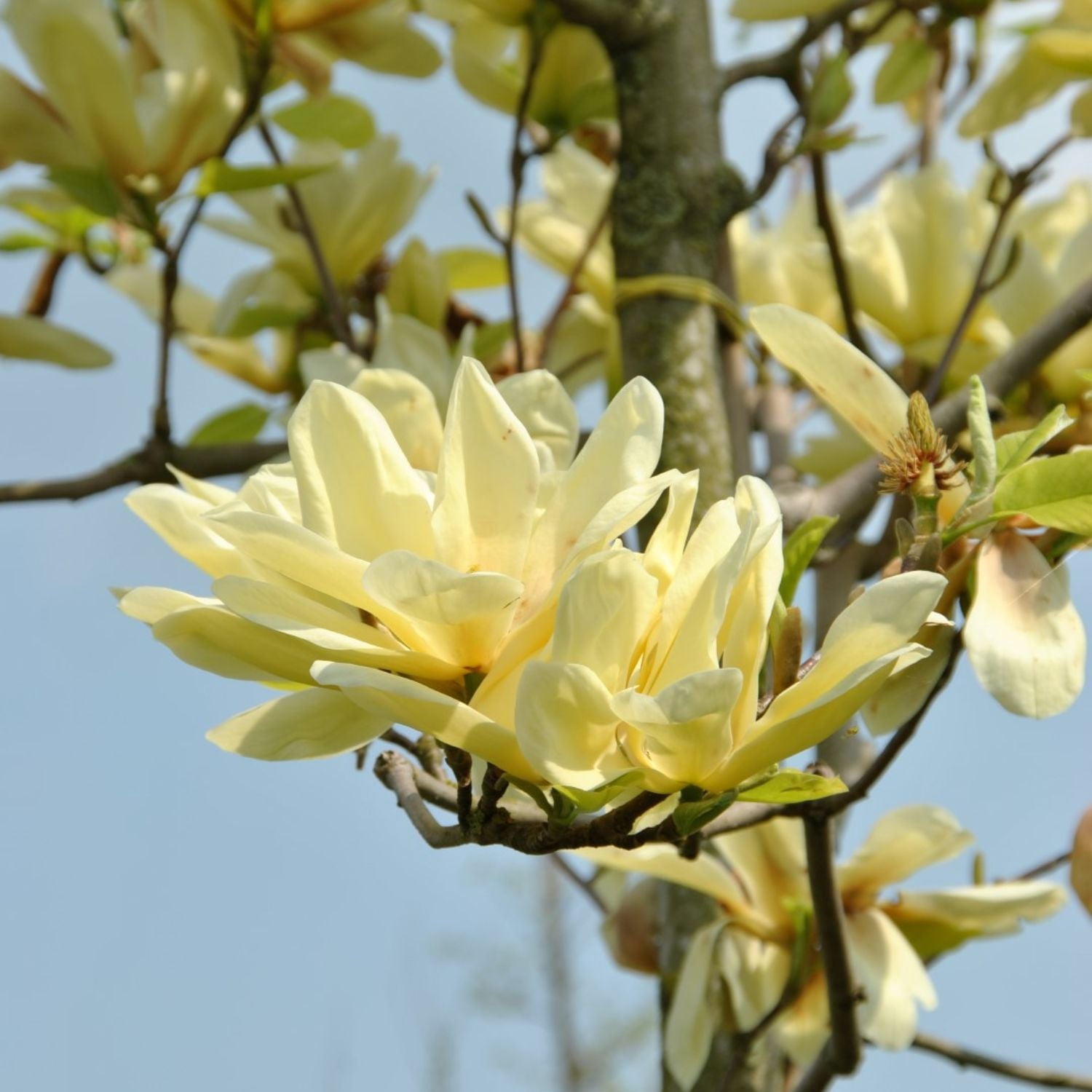Expert Gardener 2-3' Magnolia Japanese Elizabeth Live Tree in 1 gal. Grower Pot