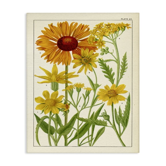Stupell Industries Victorian Yellow Flower Studies Canvas Art, 24 x 30, by Piddix