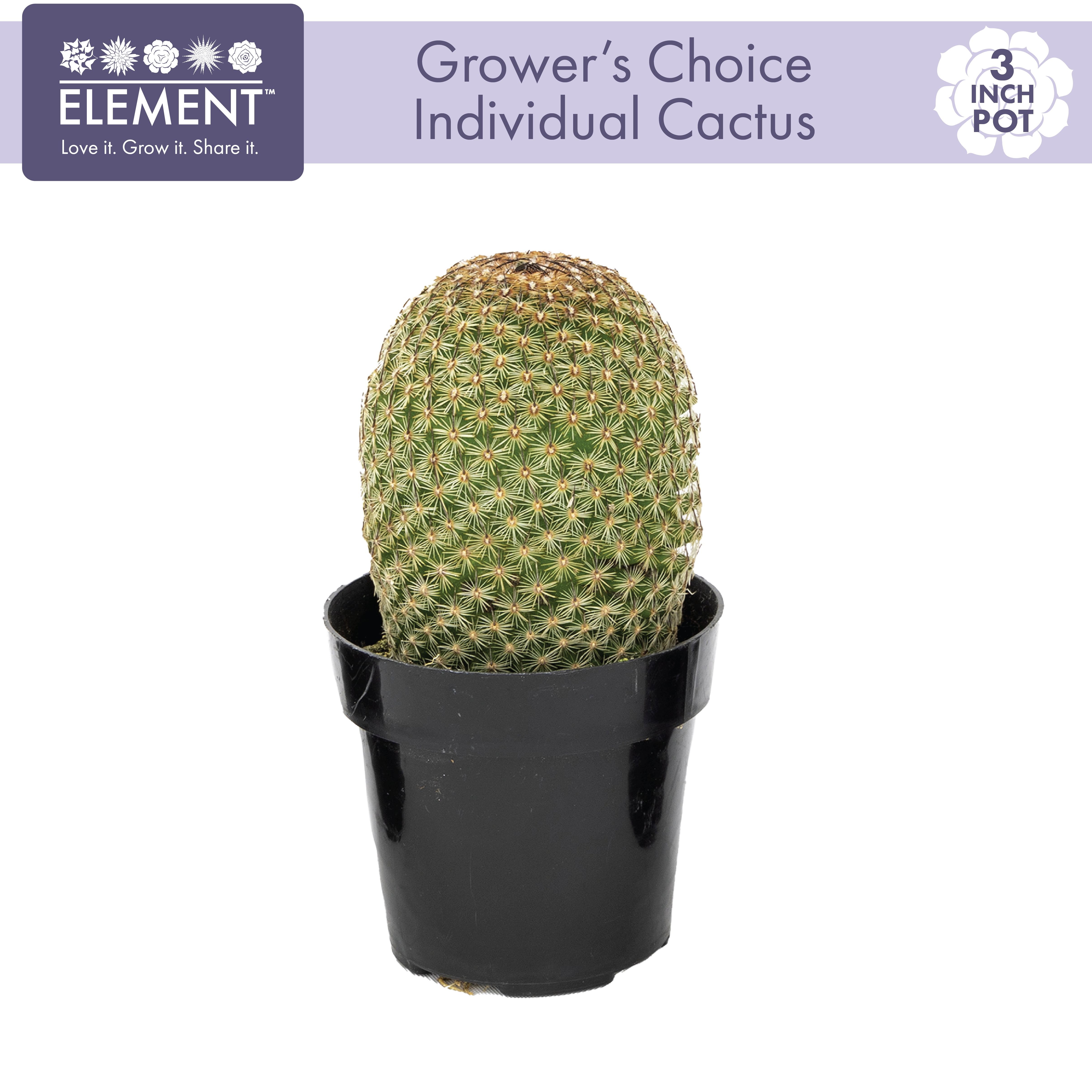 (3 pack) "Element Grower's Choice Cactus Live Plant in 3"" Grower Pot