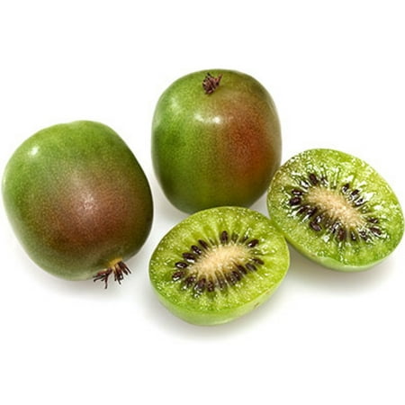 Prolific Kiwi Vine - Hardy - Self Fruitful Female Variety - Easy to ...