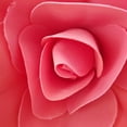 thumbnail image 1 of Flor de espuma de fondo plano, flor de simulación, pared adhesiva, flor falsa, diseño del sitio para eventos de bodas, planta decorativa para pared, 1 of 6