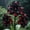 A, variant on Amaryllis, Low Maintenance - Easy Grow - Ideal for Beds Borders, Plant Pots & Planters