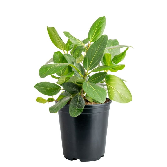 Costa Farms 12" Ficus Grower's Choice Live Plant in 5" Grower Pot