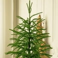 thumbnail image 6 of 1.5FT Norfolk Pine Tree for Christmas Decorations, Artificial Christmas Trees with White Pot, Fake Christmas Tree Xmas Decor for Office, Living Room, Apartment (1.5FT - 1Pcs), 6 of 8