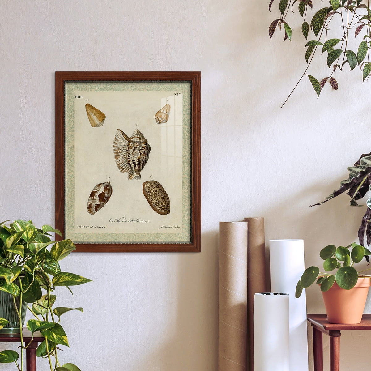 Bookplate Shells II - Framed Print w/glass - Chestnut