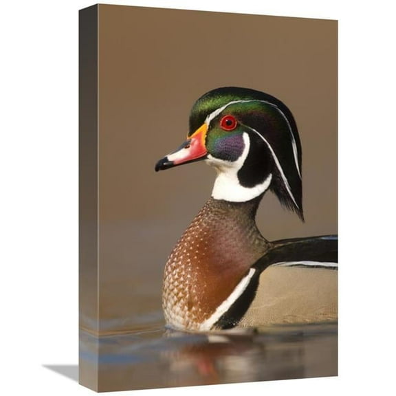 12 x 18 in. Wood Duck Male in Breeding Plumage, Lapeer State Game Area, Michigan Art Print - Steve Gettle