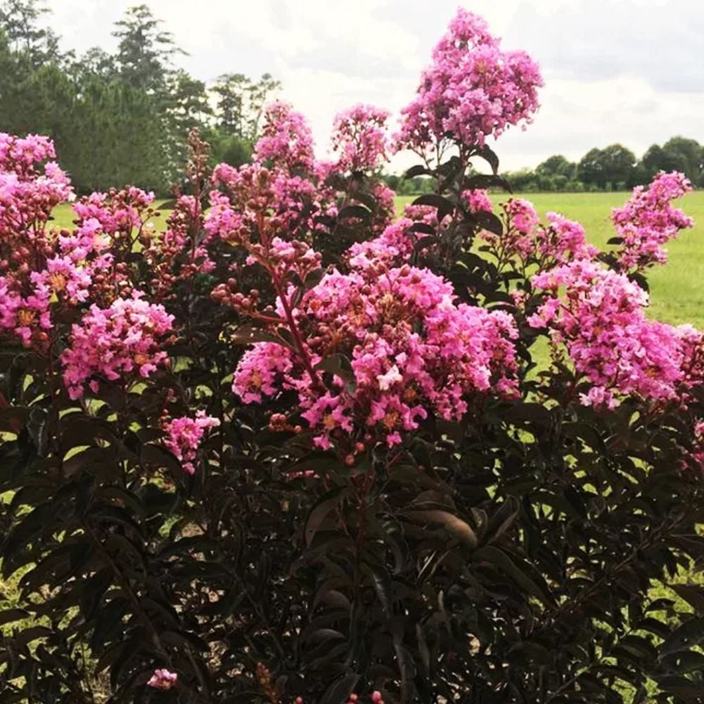 Black Diamond Blooms 1-1.5 ft tall Lavender Lace Crape Myrtle Live Tree in 1-Gallon Grower Pot