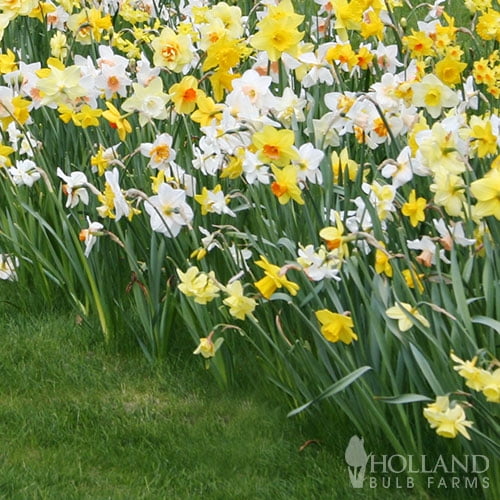 Wholesale Mixed Daffodils 500+ Bulbs