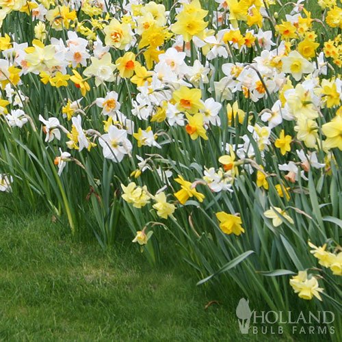 Wholesale Mixed Daffodils 500+ Bulbs