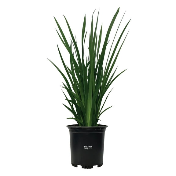 Nature's Way Farms African Iris White Outdoor Live Plant (18-24 in. Tall) in Grower Pot