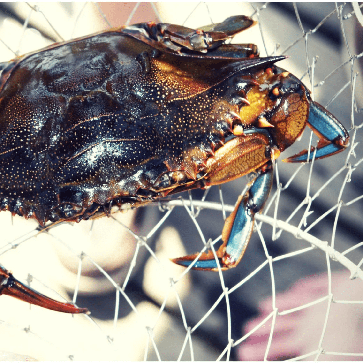 Tsunami Double Ring Crab Net 17" x 17" with Cotton Mesh - Saltwater Grade