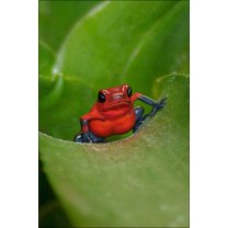 24"x36" Gallery Poster, Poster frog