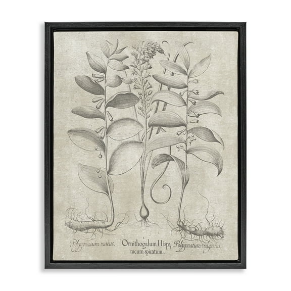 Stupell Industries Vintage Botanical Herb Botanical & Floral Painting Black Floater Framed Art Print Wall Art, 17 x 21