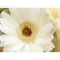 thumbnail image 2 of Allen, Kimberly 32x25 White Modern Wood Framed Museum Art Print Titled - In Bloom, 2 of 4