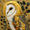 Barn Owl Vintage Nature, variant on UXIEQU Humorous Frog Toilet Canvas Wall Art 15.75x11.81 Inches