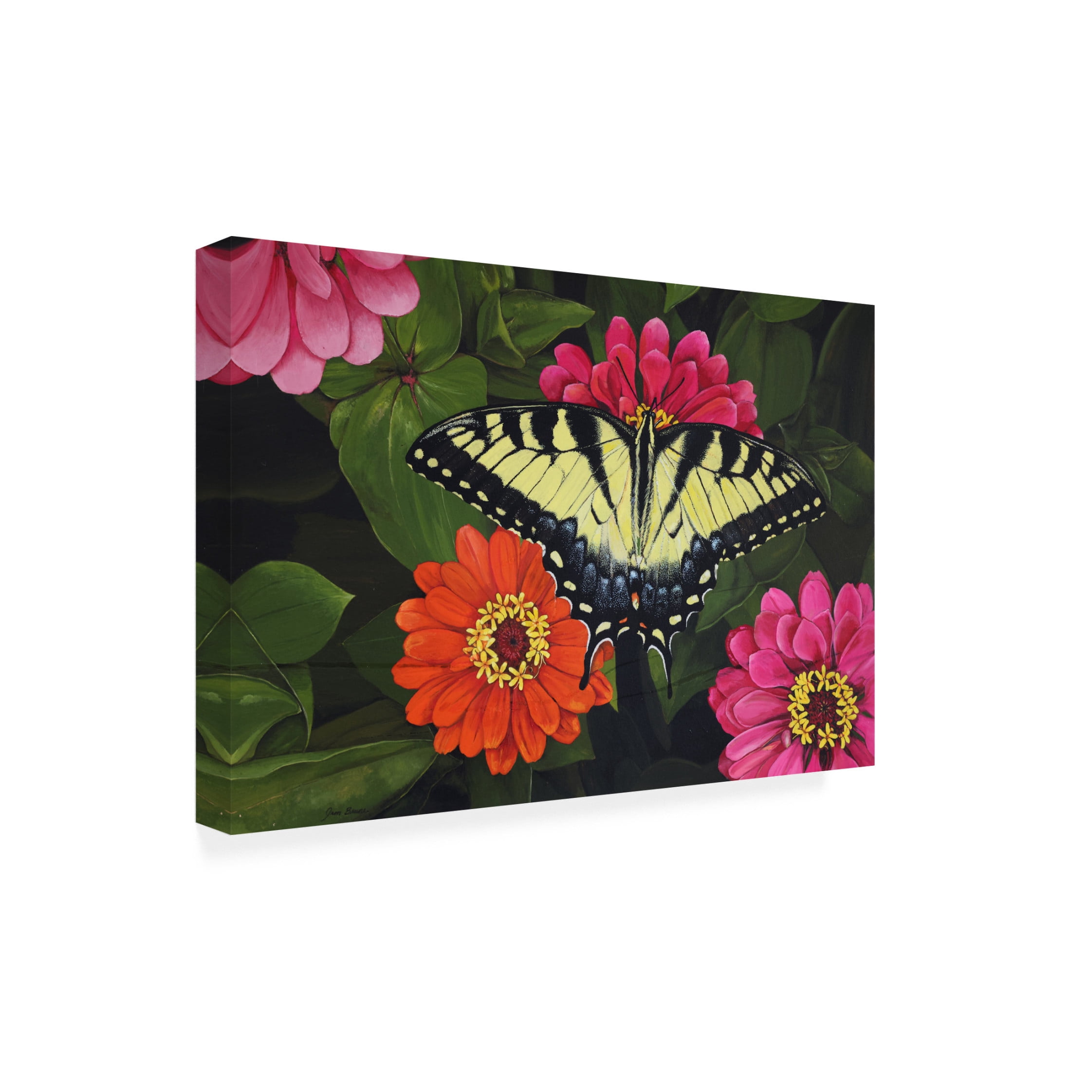 Canvas Wall Art - Jim Brune 'Tiger Swallowtail on Zinnias' Wall Art for Living Room, Bedroom, or Office Décor by Trademark Fine Art - 19 x 12 Inches