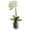 Cream, variant on Nearly Natural 24" Orchid Phalaenopsis Artificial Flower Arrangement in Vase, Cream