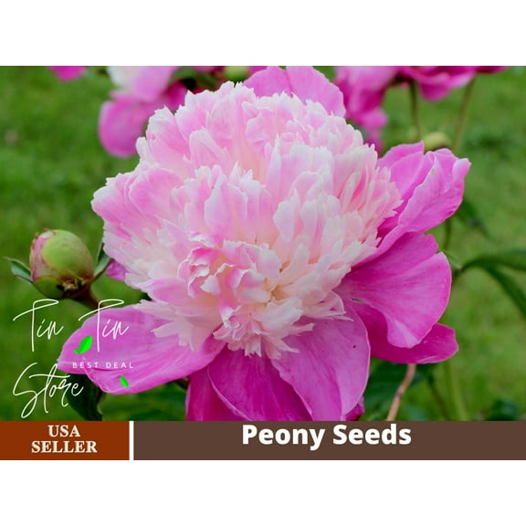 10  Rare Seeds| Gay Paree Peony Seeds #B018 |BUY 3 GET 1 FREE|