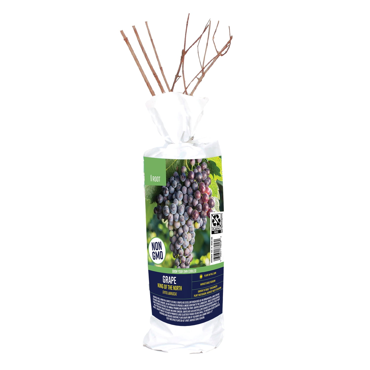 Van Zyverden Grape Seedless Somerset (1 Dormant Bare Plant
