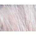 thumbnail image 2 of Frank, Assaf 24x19 White Modern Wood Framed Museum Art Print Titled - Dried grass, 2 of 4