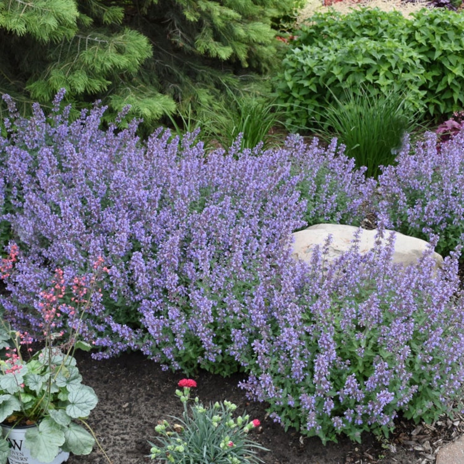 Proven Winners 6" Blue 'Cat's Meow' Catmint Live Plant in 6.5" Pot