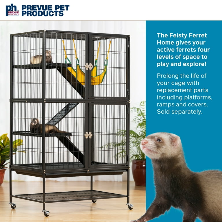 Feisty ferret on sale home