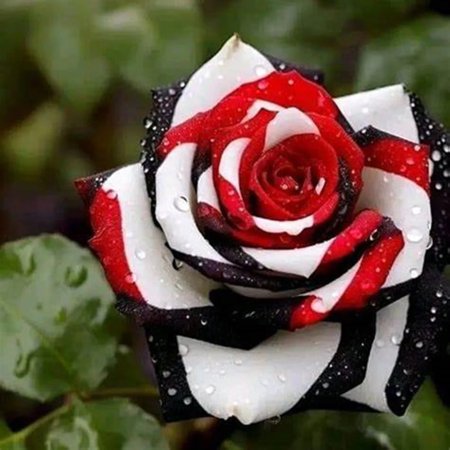 Rose For Planting Outdoors,Pots to Grow Indoor or Outdoor,Gorgeous,Surprise to Grow,Rose Plants Live Gallon,Cut Roses,Rose For Sale.