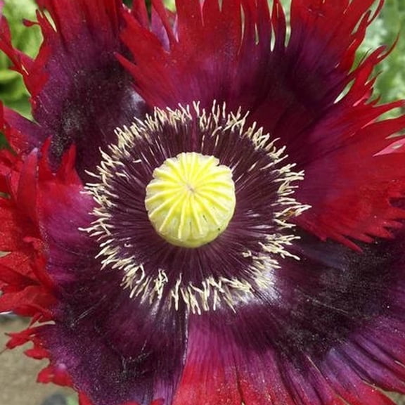 Organic Jimi's Flag Poppy Mix - 150 Mg Packet ~ 400 Seeds - Organic, Open Pollinated - Flower Gardening Seeds