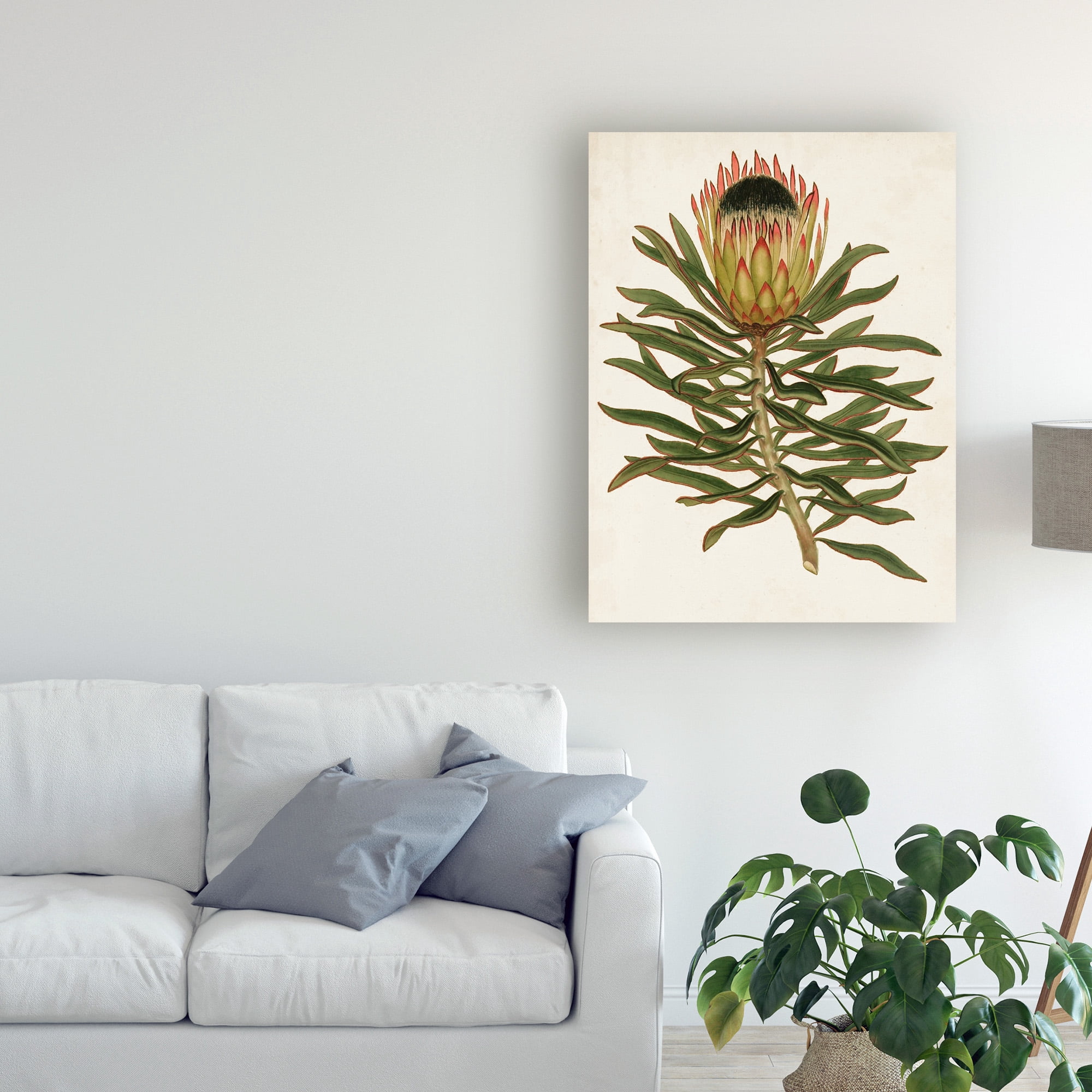 Trademark Fine Art 'Antique Protea VI' Canvas Art by Unknown
