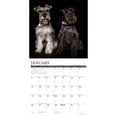 thumbnail image 3 of Willow Creek Press, Just Schnauzers 2025 Wall Calendar, 3 of 4