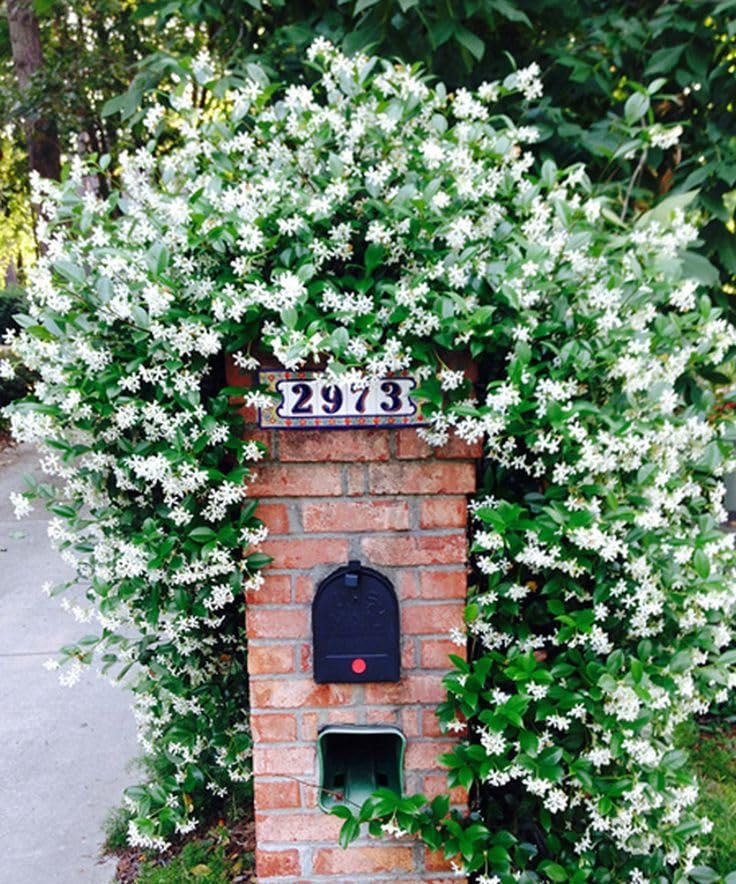Star Confederate Jasmine  1 Extra Large 3 Gallon Plant  Trachelospermum jasminoides 'Star'  Lush Flowering Vine  Perfect for Trellises and Arbors