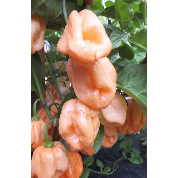 Sherwood's Seeds White 7 Pot Pepper Plant Seeds, Heirloom