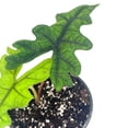 thumbnail image 4 of BubbleBlooms Alocasia Jacklyn, Tandurusa, Extremely Rare Alocasia Jaclyn, 4 inch Pot, 4 of 9