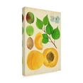 thumbnail image 2 of Trademark Fine Art 'Apricot Study II' Canvas Art by Melissa Wang, 2 of 4