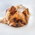 thumbnail image 1 of Lazos Para El Pelo De Perro, 20 Piezas De Moda, Pinza Para El Pelo Para Mascotas, Doble Capa Para Mascotas De Pelo Largo, 1 of 7