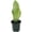 Moonshine, variant on ragnaroc - Live Snake Plant – Sansevieria Superba Trifasciata – Tropical Plant in 4” Pot +6” Plant Height, Indoor House Plant in Pot, Potted Succulent Plant