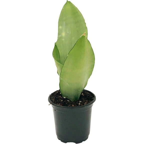 ragnaroc - Live Snake Plant – Moonshine Sansevieria Trifasciata – Tropical Plant in 4” Pot  6” Plant Height, Indoor House Plant in Pot, Potted Succulent Plant