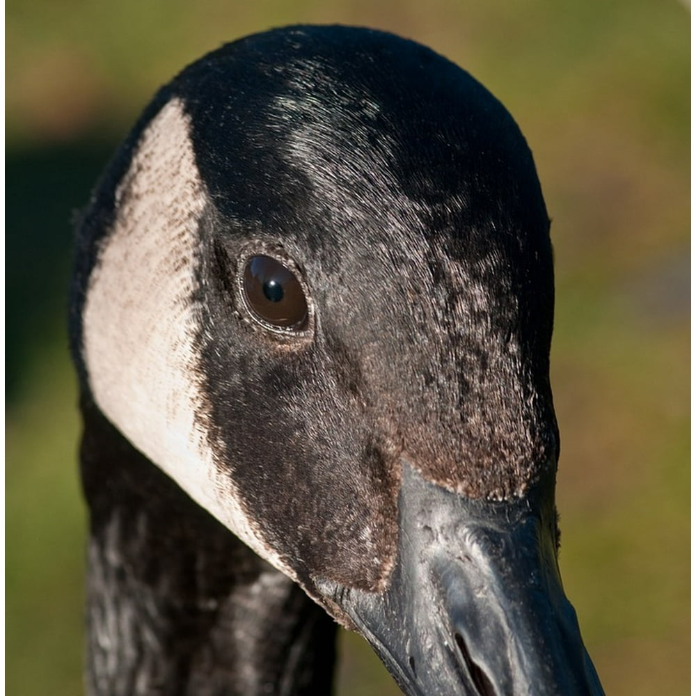 Bird Eye Canada Goose Close Up Goose-12 Inch BY 18 Inch Laminated