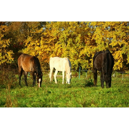 LAMINATED POSTER Pasture Mold Horse Autumn Thoroughbred Arabian Poster Print 11 x 17
