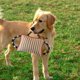 thumbnail image 4 of , con 3 asas, entrenamiento duradero de cachorros para , juego interactivo para 25x20cm Yuyangstore  Almohada de entrenamiento de mordida, 4 of 8