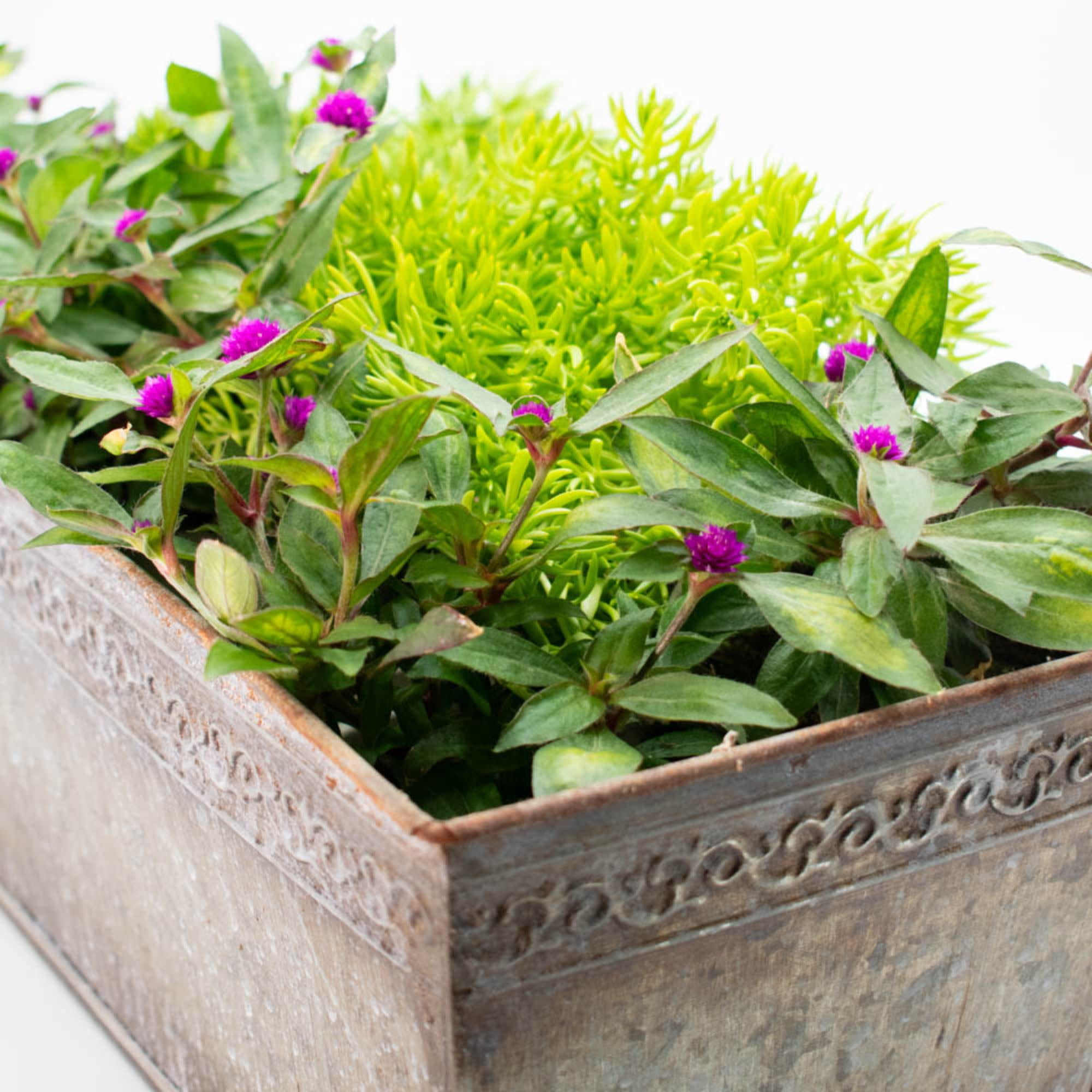 Proven Winners 4" Purple Lil' Forest Plum Bachelor Button Live Plant in 4.25" Pot (4 Count)