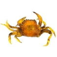 thumbnail image 4 of 2 Pieces. Artificial Crabs. Fishing . Soft Fishing Baits. 3D Simulation, 4 of 8