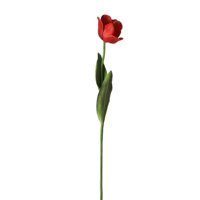 Floral Tulip Stem