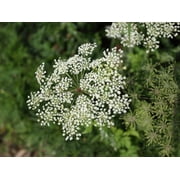 Caraway Seeds/ Biennial/ Full Sun/ 40K Seeds 1/4lb/ Zellajake Farm and Garden - B152