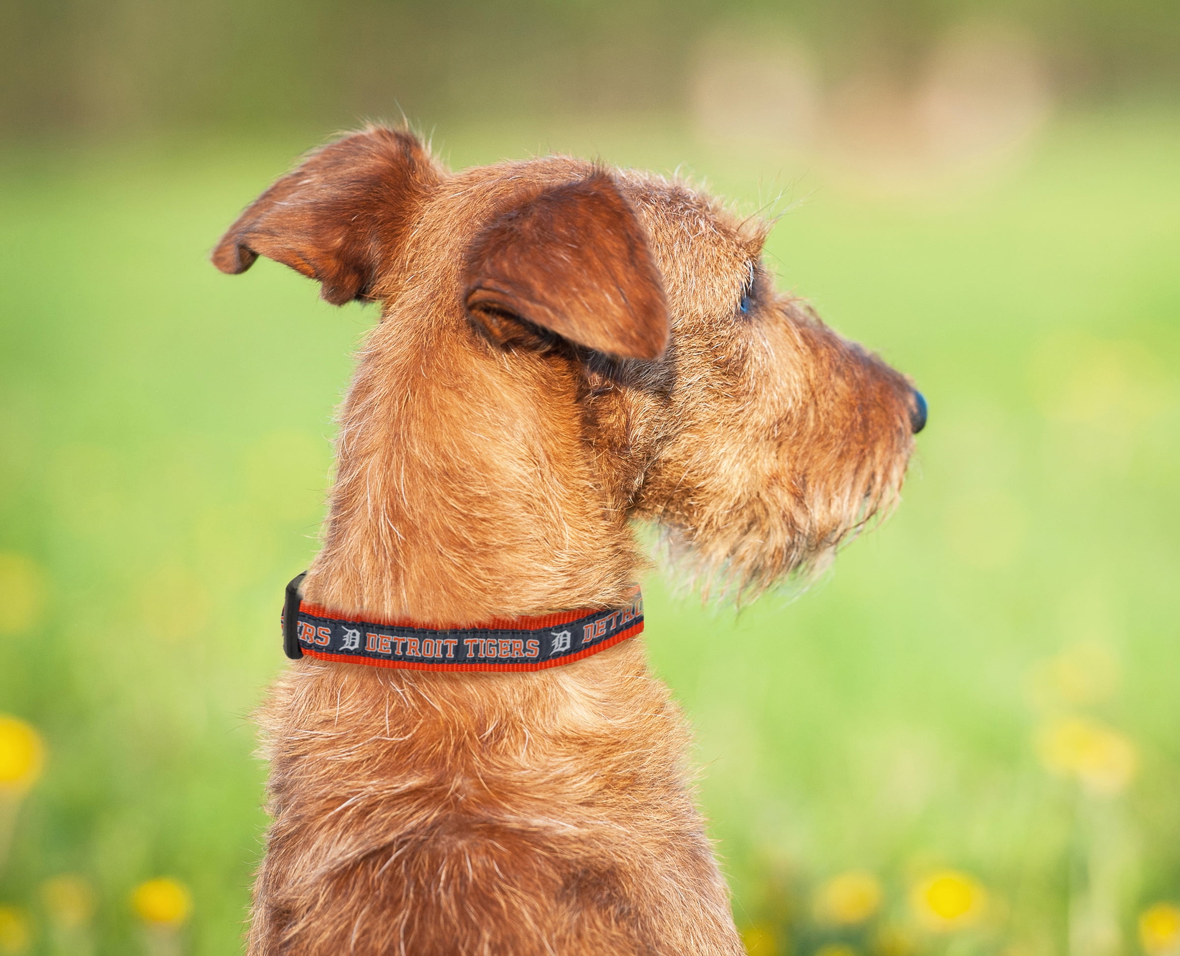 Detroit Tigers Pet Collar By Pets First - Small