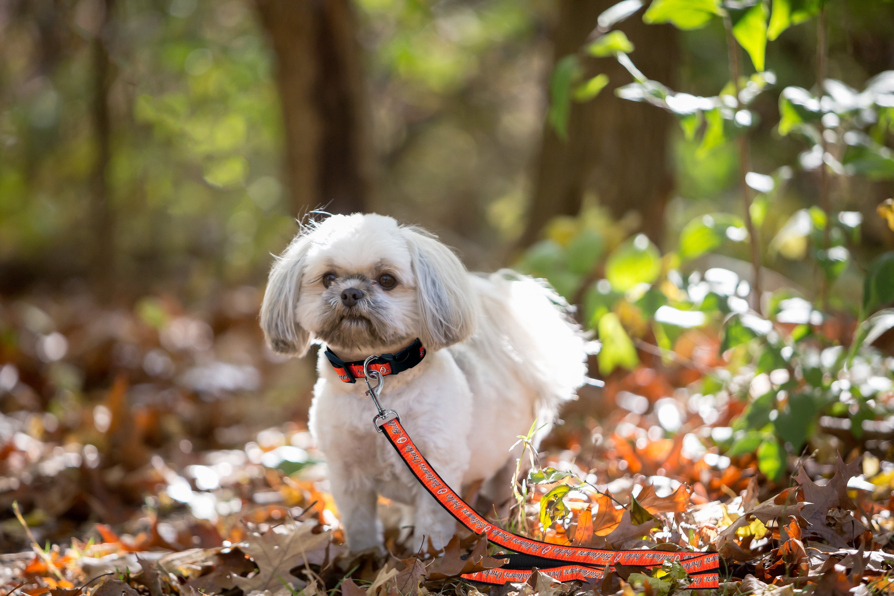 Pets First MLB Baltimore Orioles Cats and Dogs Durable Pet Leash, Large