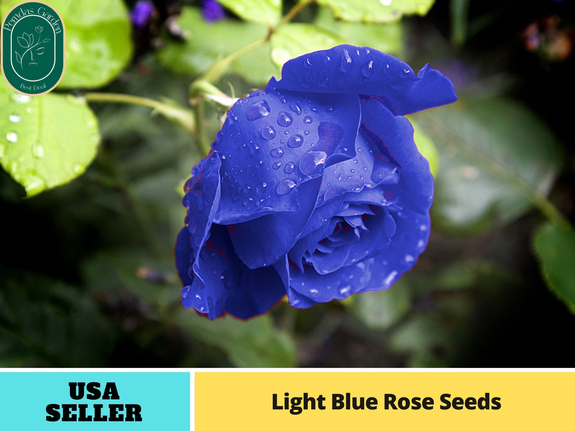 30+ SeedsLight Blue Rose Perennial Flower Authentic Seeds