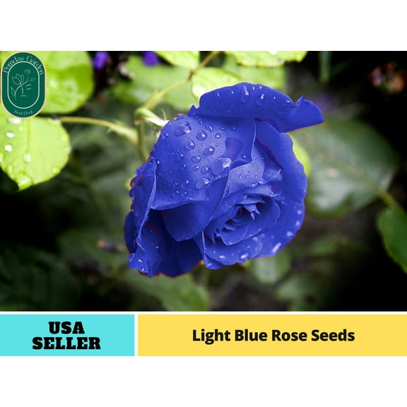 30  Seeds|Light Blue Rose Perennial Flower - Authentic Seeds - Perennial~GMO Free~~Flower seeds ~ Asian Garden~ Herbs B5G1#1119