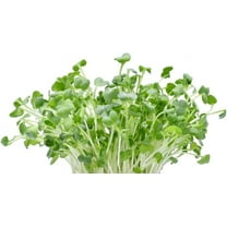 Alfalfa Microgreens Seed (250 Seeds) Easy and Fast Growing, Very Healthy Microgreens
