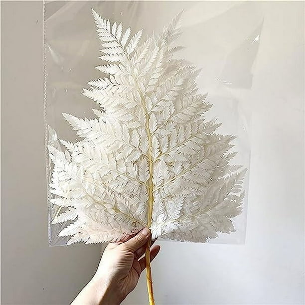 Xiao Hua Helechos verdes reales preservados, puntas de helecho verdes secas, tallos, guirnaldas de boda, decoraciones para el hogar, ramos, arreglos florales, adornos de pared secos (blancos)